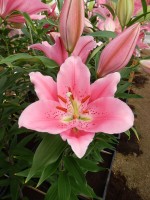 [4295 Benson VH No102.JPG]